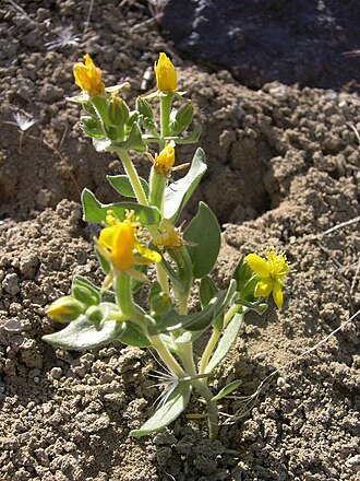 Soft blazingstar: Mentzelia mollis in SW Idaho