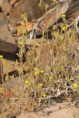Variegated-bract blazingstar (Mentzelia montana)