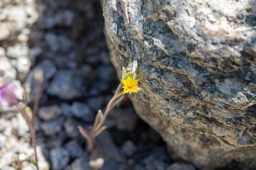 Variegated-bract blazingstar (Mentzelia montana)