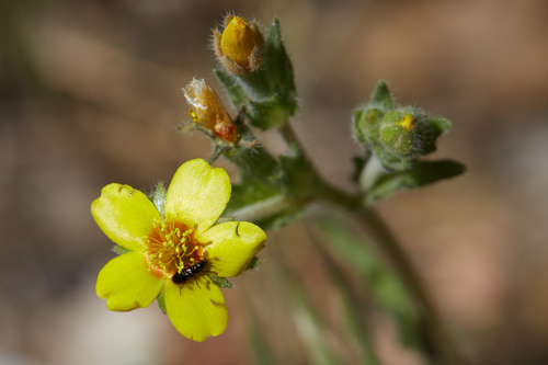 Variegated-bract blazingstar (Mentzelia montana)