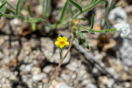 Variegated-bract blazingstar (Mentzelia montana)