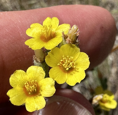 Variegated-bract blazingstar (Mentzelia montana)
