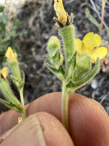 Variegated-bract blazingstar (Mentzelia montana)