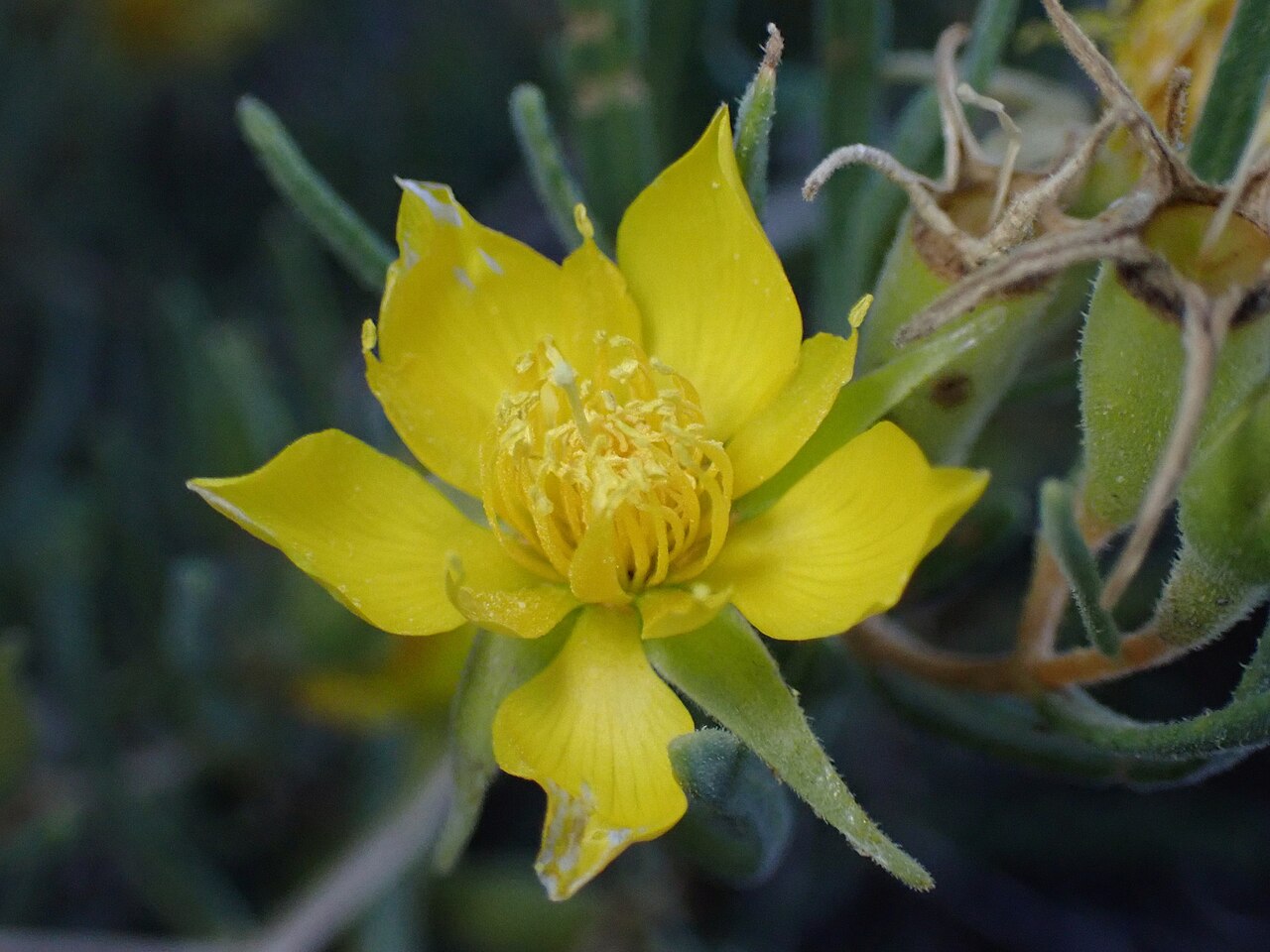 Manystem blazingstar: Mentzelia multicaulis flower photographed in Summit County, Colorado, US