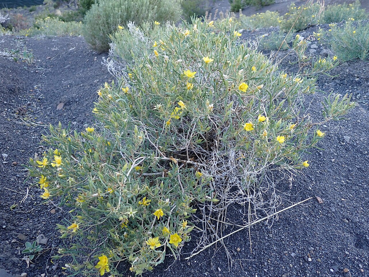 Manystem blazingstar: Mentzelia multicaulis plant flowering photographed in Summit County, Colorado, US