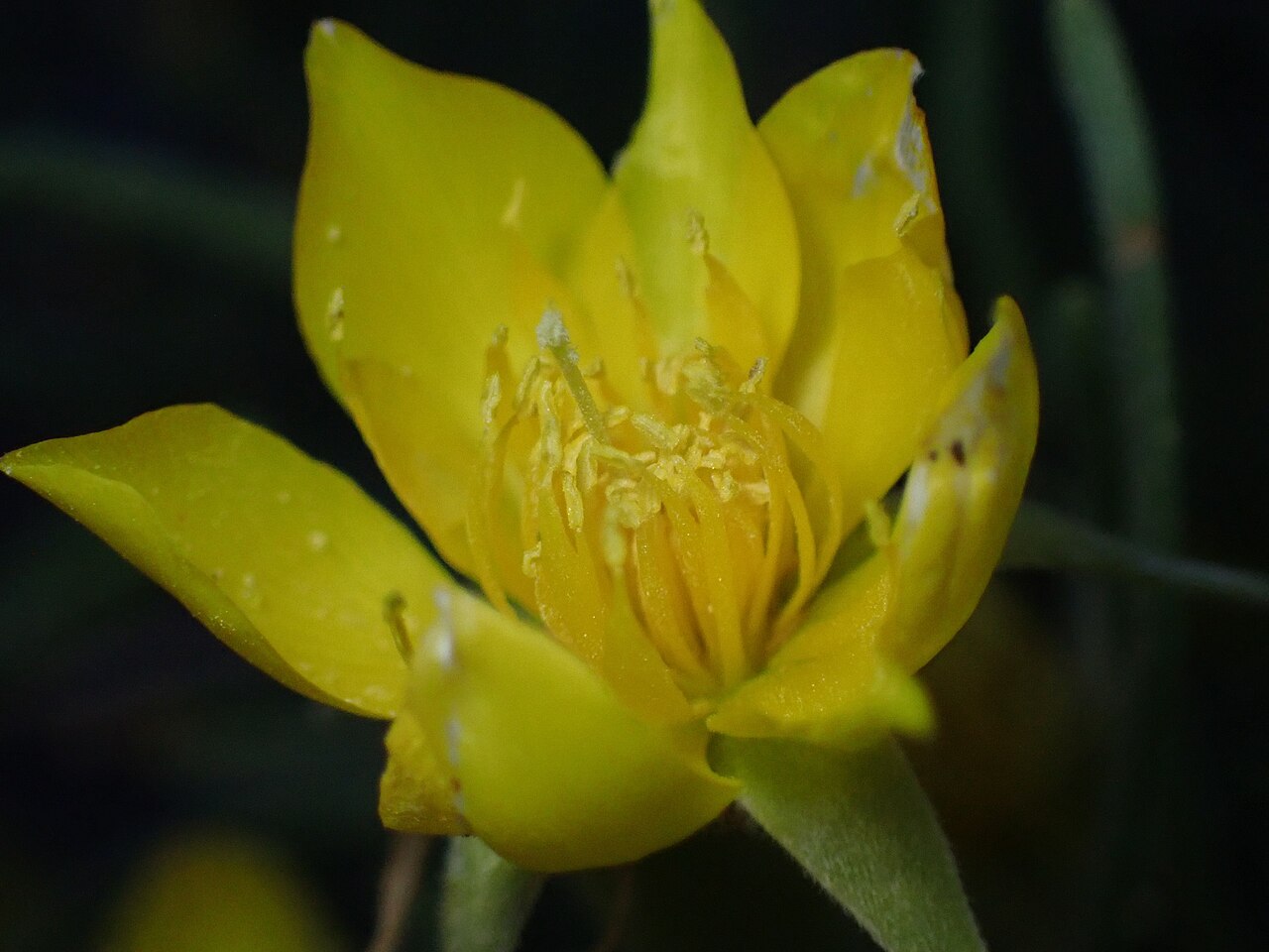 Manystem blazingstar: Mentzelia multicaulis flower photographed in Summit County, Colorado, US