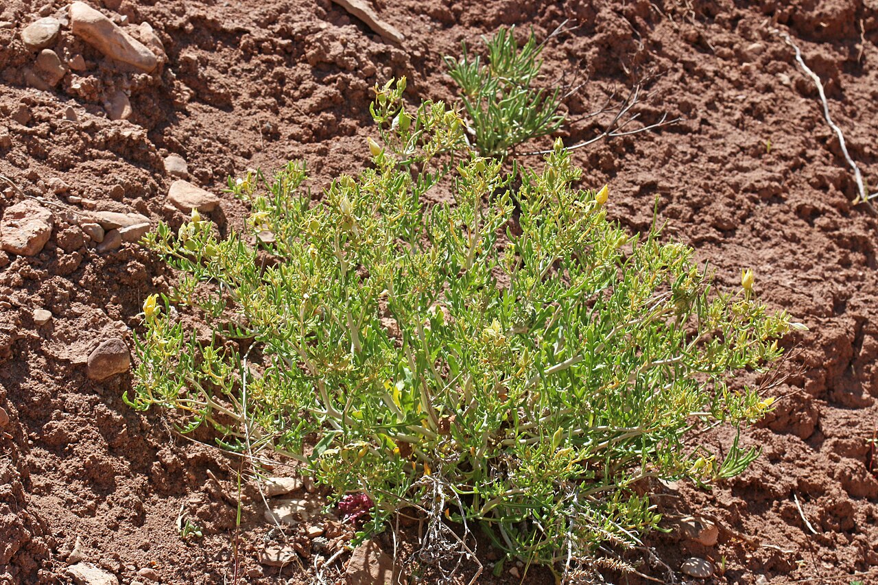 Manystem blazingstar: Manystem blazingstar (Mentzelia multicaulis), Loasa family (Loasaceae). Two miles north-east from Lapoint, Utah. Our third stop of the West-of-Vernal trip of th