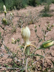 Adonis blazingstar (Mentzelia multiflora)