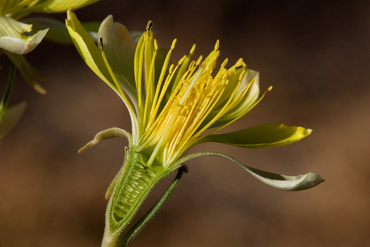 Adonis blazingstar: Mentzelia multiflora along NM Hwy. 61 0.6 miles northeast of US Hwy. 180, 32.541 -108.011, Grant County, New Mexico, 15 Oct 2013.