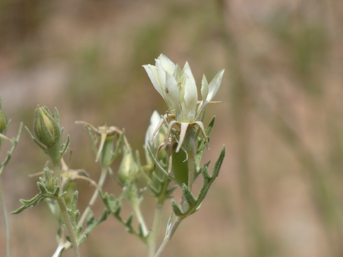 Adonis blazingstar (Mentzelia multiflora)