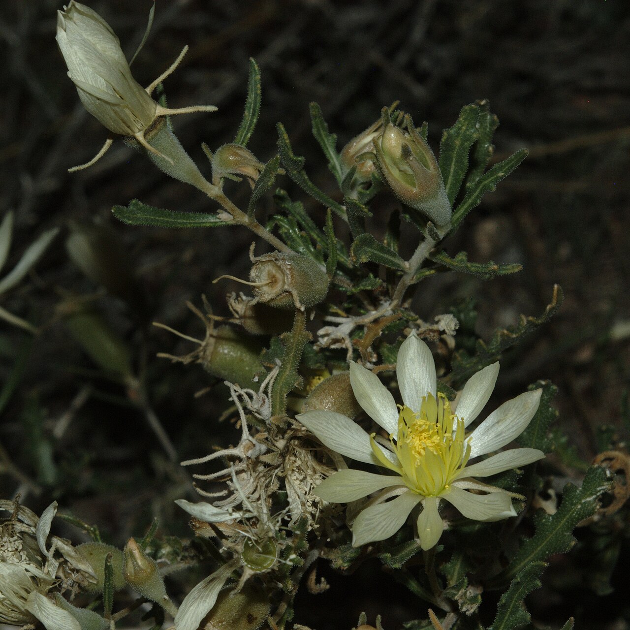 Adonis blazingstar: Mentzelia multiflora — Adonis blazingstar. The plant in bloom at dusk, just south of Santa Fe, Santa Fe County , New Mexico.