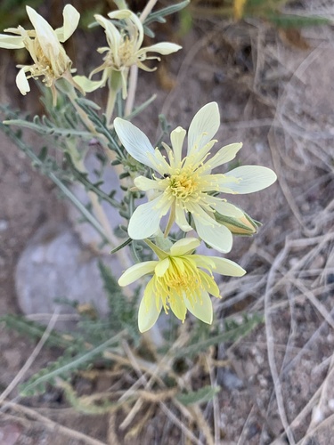 Adonis blazingstar (Mentzelia multiflora)