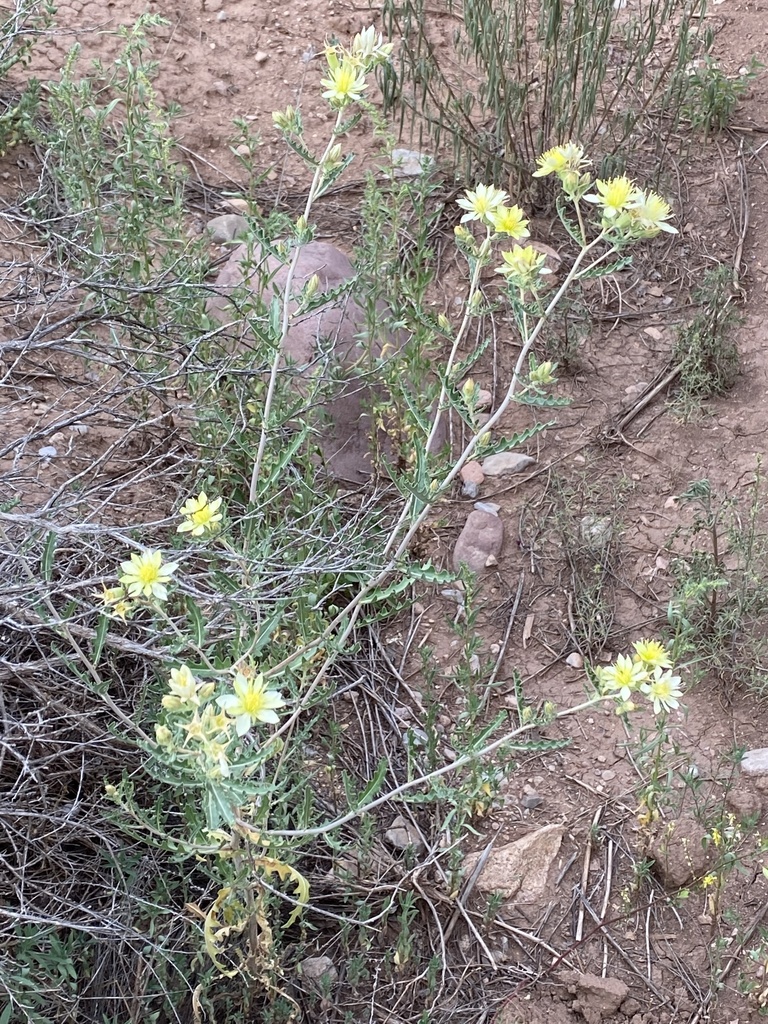 Adonis blazingstar (Mentzelia multiflora)