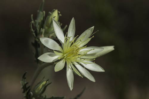 Adonis blazingstar (Mentzelia multiflora)