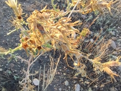 Adonis blazingstar (Mentzelia multiflora)