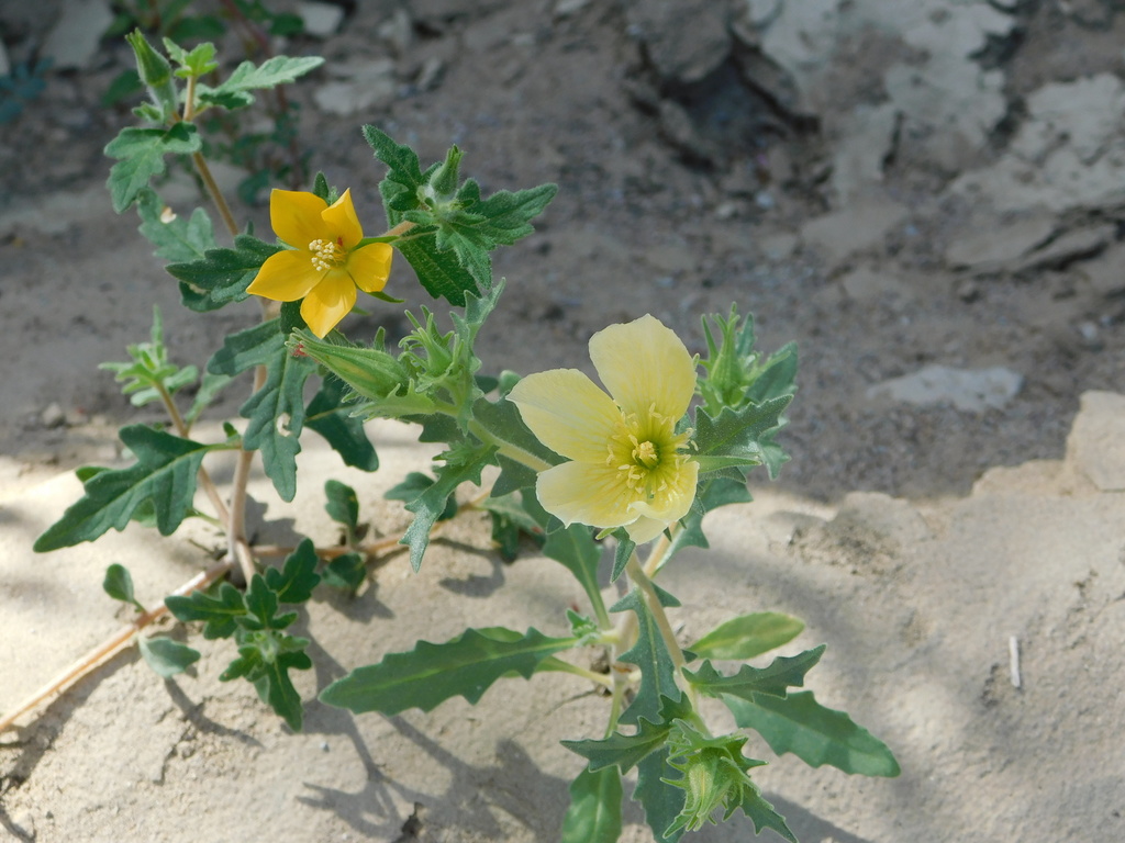 Mentzelia nesiotes (Mentzelia nesiotes)