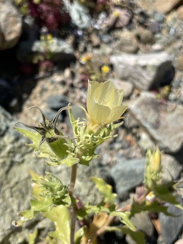 Mentzelia nesiotes (Mentzelia nesiotes)