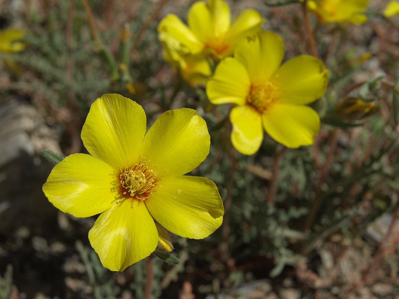 Shining blazingstar: shining stickleaf, Mentzelia nitens, California, White Mountains, fan below Coldwater Canyon, Chalfant Valley - Owens Valley drainage, elevation 1405 m (4610 ft
