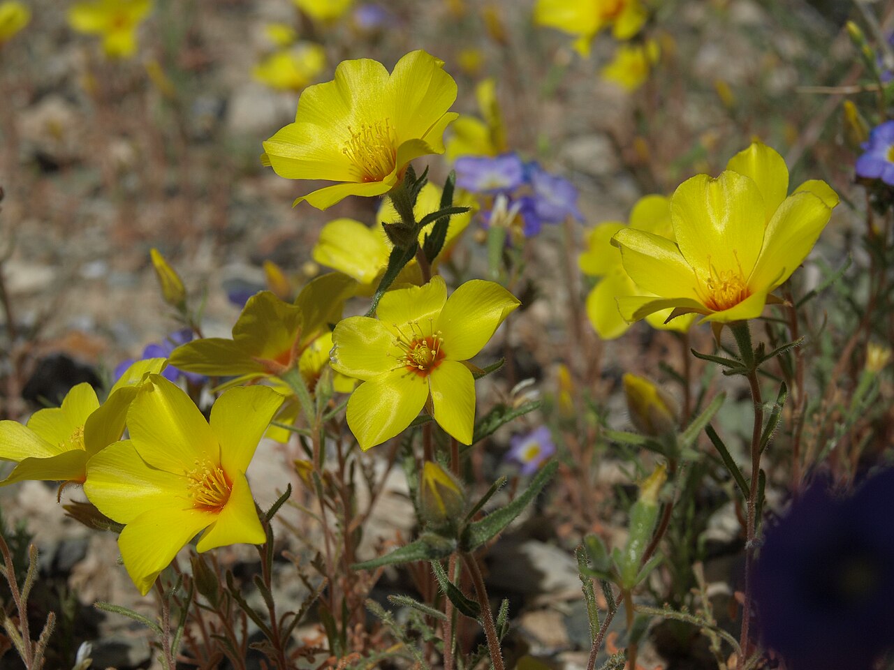 Shining blazingstar: shining stickleaf, Mentzelia nitens, California, White Mountains, fan below Coldwater Canyon, Chalfant Valley - Owens Valley drainage, elevation 1405 m (4610 ft
