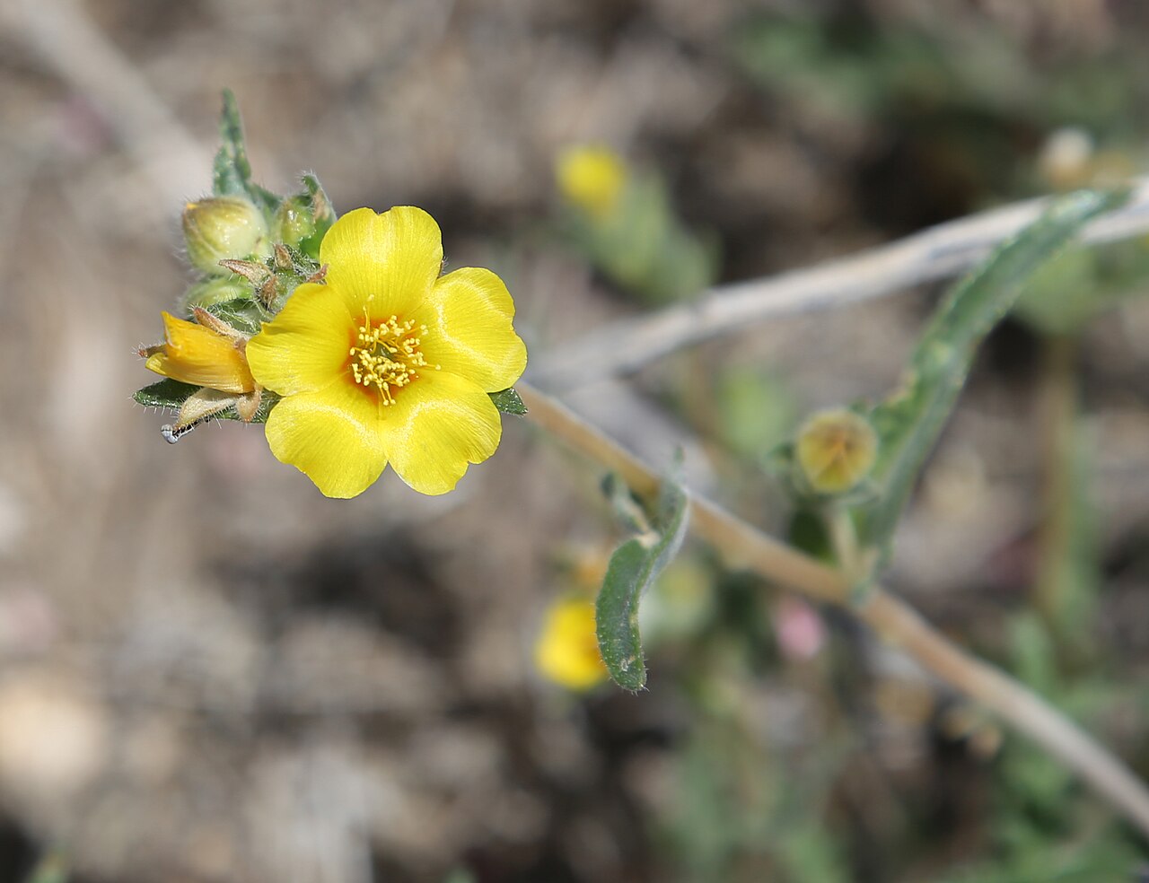 Shining blazingstar: Mentzelia nitens (Venus blazing-star), closeup of stem, leaves, bud, and bright, shiny yellow, 1/2" flower. At about 5,500 ft (1,700 m) in the Eastern Sierra Ne