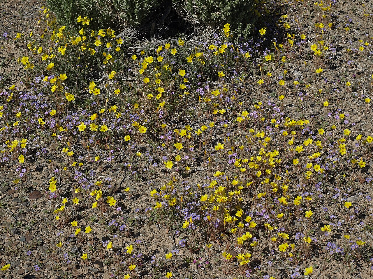 Shining blazingstar: shining stickleaf, Mentzelia nitens, California, White Mountains, Coldwater Canyon, Chalfant Valley - Owens Valley drainage, elevation 1407 m (4615 ft). One mor
