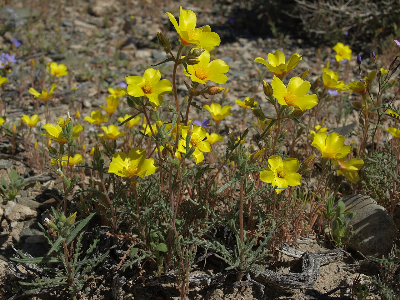 Shining blazingstar: shining stickleaf, Mentzelia nitens, California, White Mountains, fan below Coldwater Canyon, Chalfant Valley - Owens Valley drainage, elevation 1405 m (4610 ft