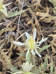 Bractless blazingstar (Mentzelia nuda)