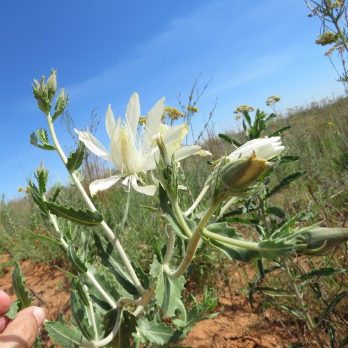 Bractless blazingstar (Mentzelia nuda)