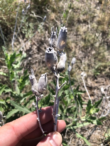 Bractless blazingstar (Mentzelia nuda)