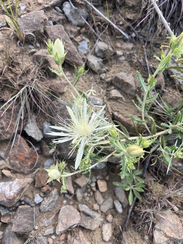 Bractless blazingstar (Mentzelia nuda)