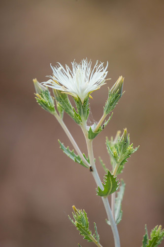 Bractless blazingstar (Mentzelia nuda)
