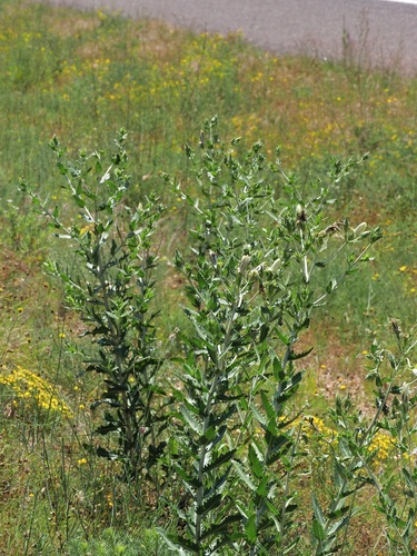 Bractless blazingstar (Mentzelia nuda)