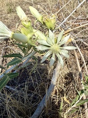 Bractless blazingstar (Mentzelia nuda)