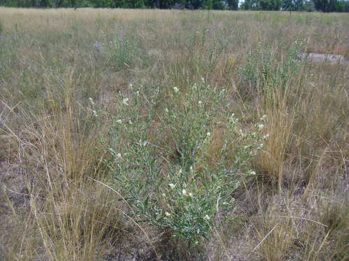 Bractless blazingstar (Mentzelia nuda)