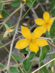 Chickenthief (Mentzelia oligosperma)