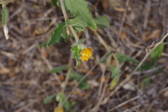 Chickenthief (Mentzelia oligosperma)