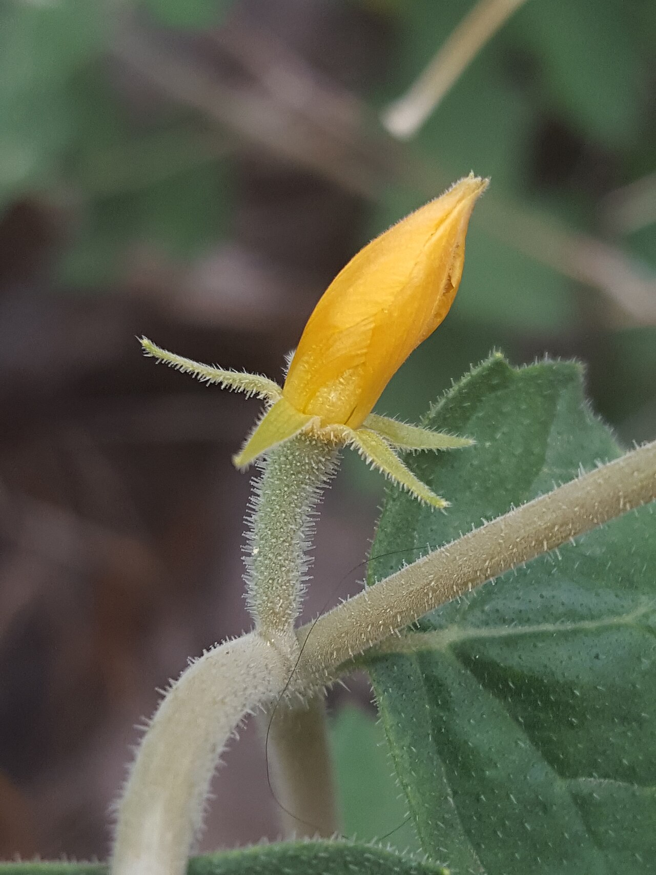 Chickenthief: Stick-Leaf ( Mentzelia oligosperma ) in the United States
