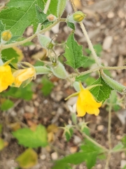 Chickenthief (Mentzelia oligosperma)