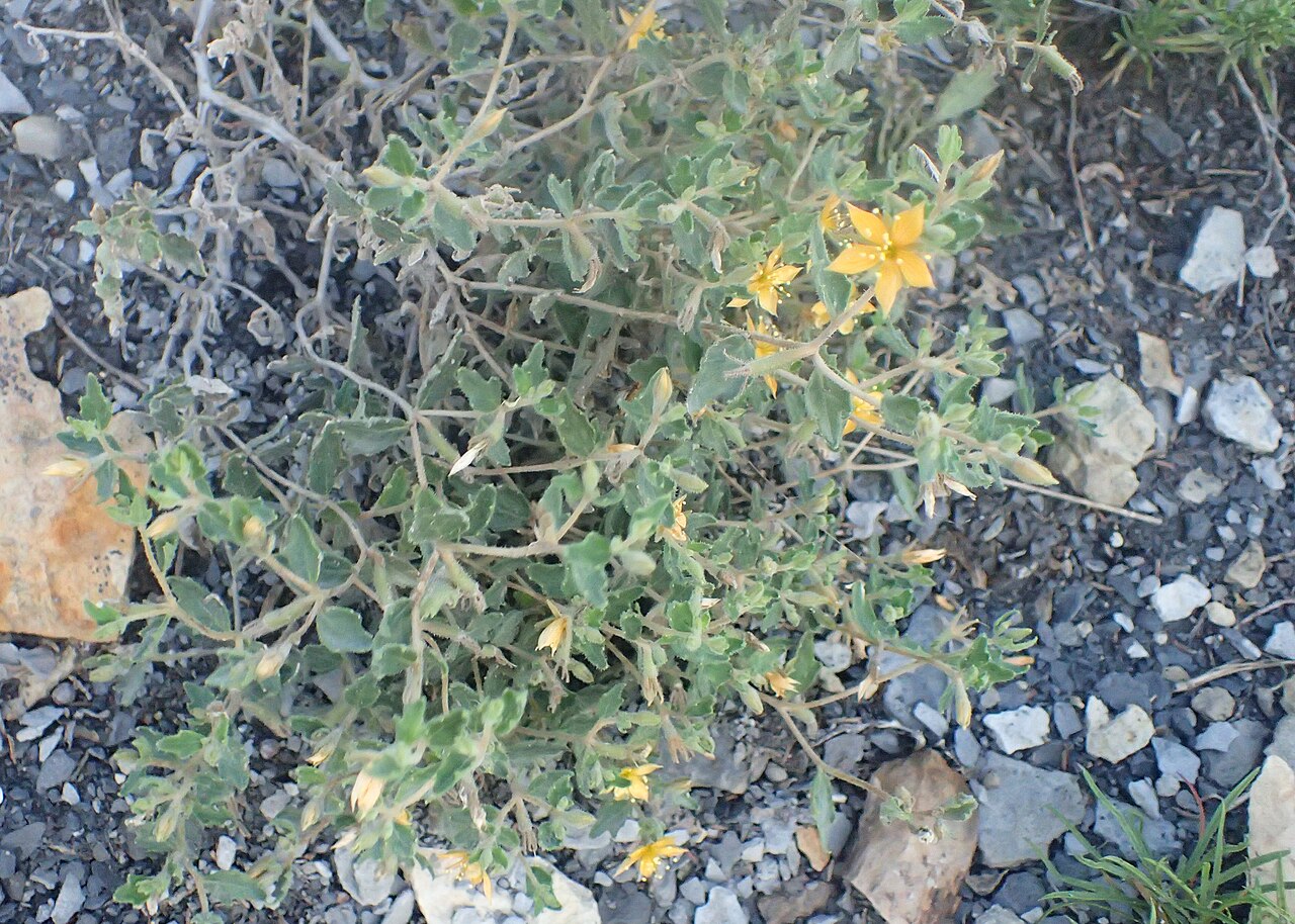 Chickenthief: Mentzelia oligosperma in Wilson State Park (close to rd 232), Kansas, US