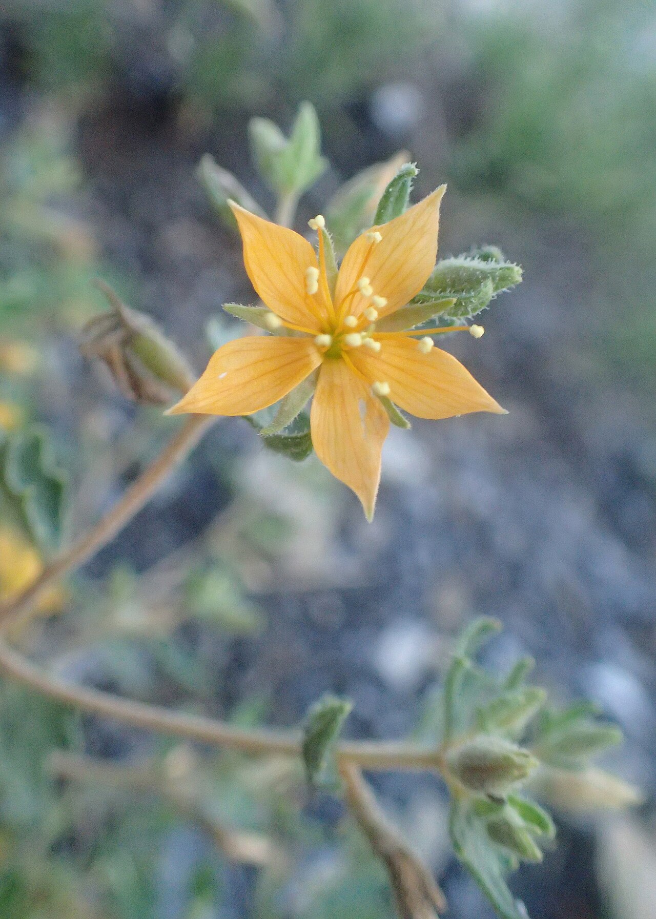 Chickenthief: Mentzelia oligosperma in Wilson State Park (close to rd 232), Kansas, US