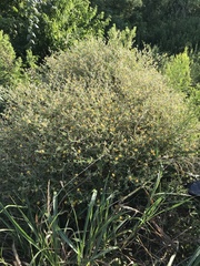 Chickenthief (Mentzelia oligosperma)