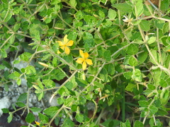 Chickenthief (Mentzelia oligosperma)