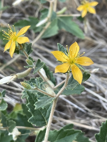 Chickenthief (Mentzelia oligosperma)