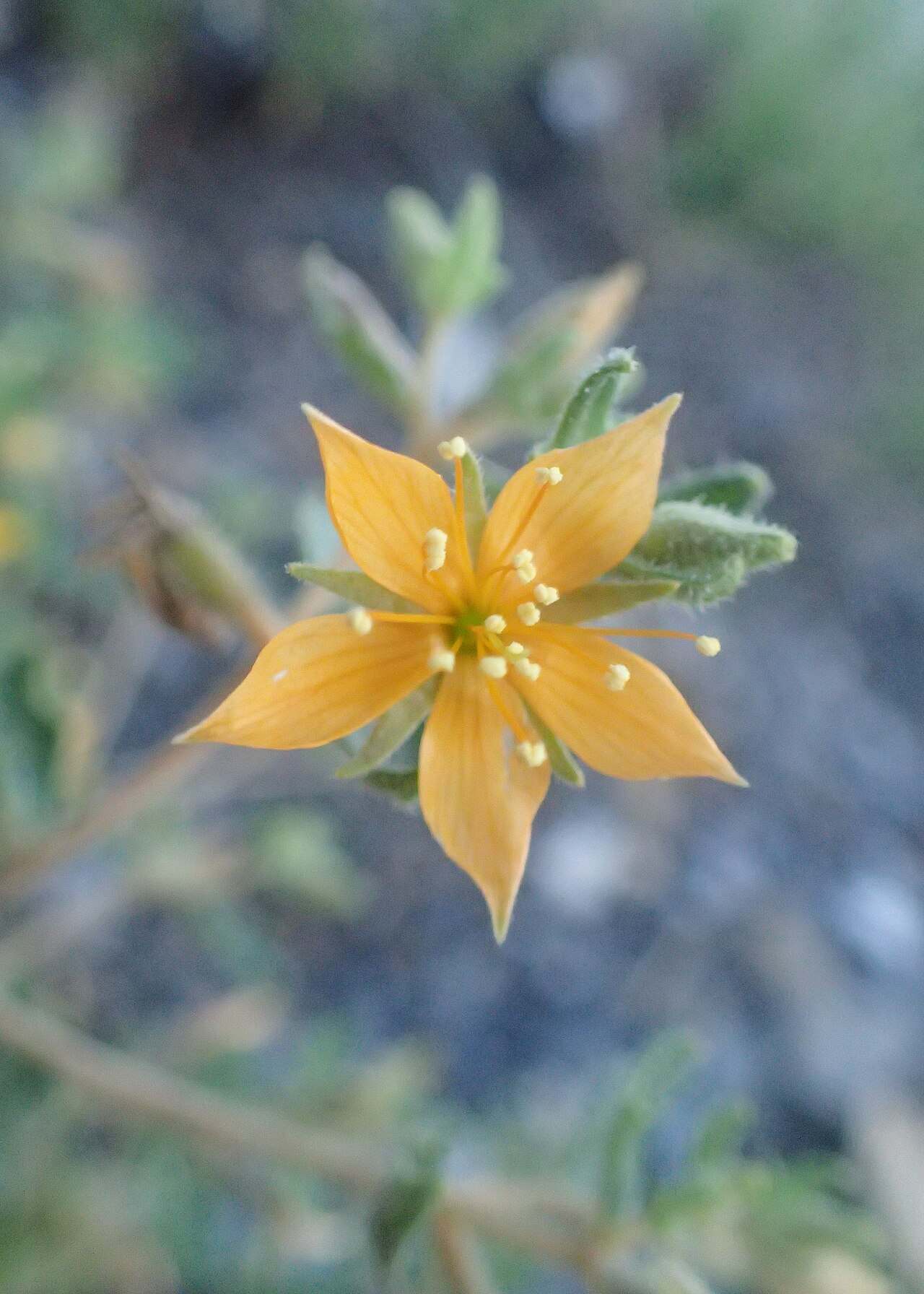 Chickenthief: Mentzelia oligosperma in Wilson State Park (close to rd 232), Kansas, US