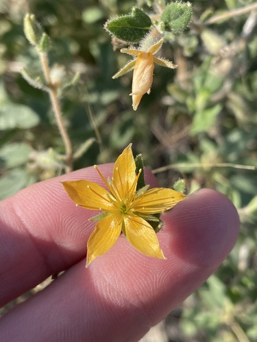 Chickenthief (Mentzelia oligosperma)