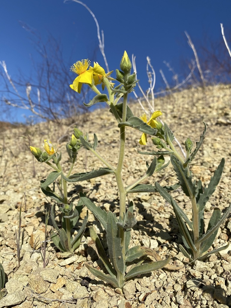 Packard's blazingstar (Mentzelia packardiae)