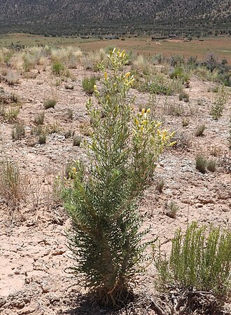 Mentzelia paradoxensis: Mentzelia paradoxensis along Colorado State Highway 90 in Paradox Valley, Montrose County, Colorado, US