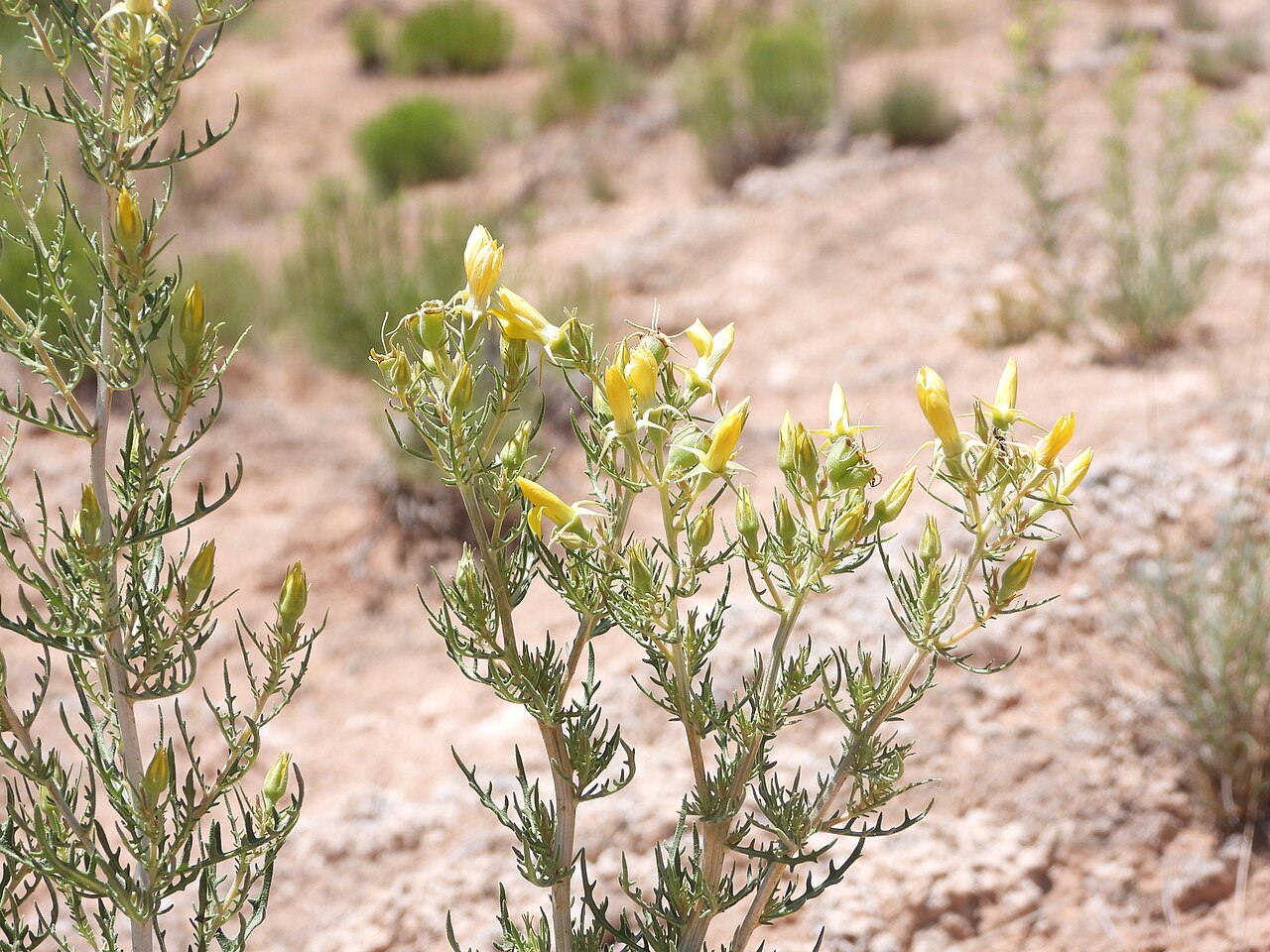 Mentzelia paradoxensis: Mentzelia paradoxensis flowers closed up during the day along Colorado State Highway 90 in Paradox Valley, Montrose County, Colorado, US