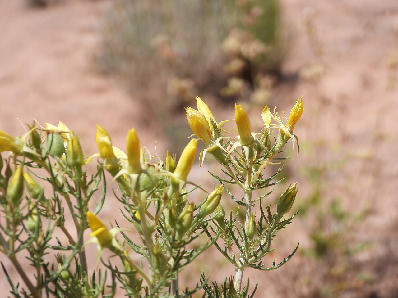 Mentzelia paradoxensis: Mentzelia paradoxensis flowers closed up during the day along Colorado State Highway 90 in Paradox Valley, Montrose County, Colorado, US