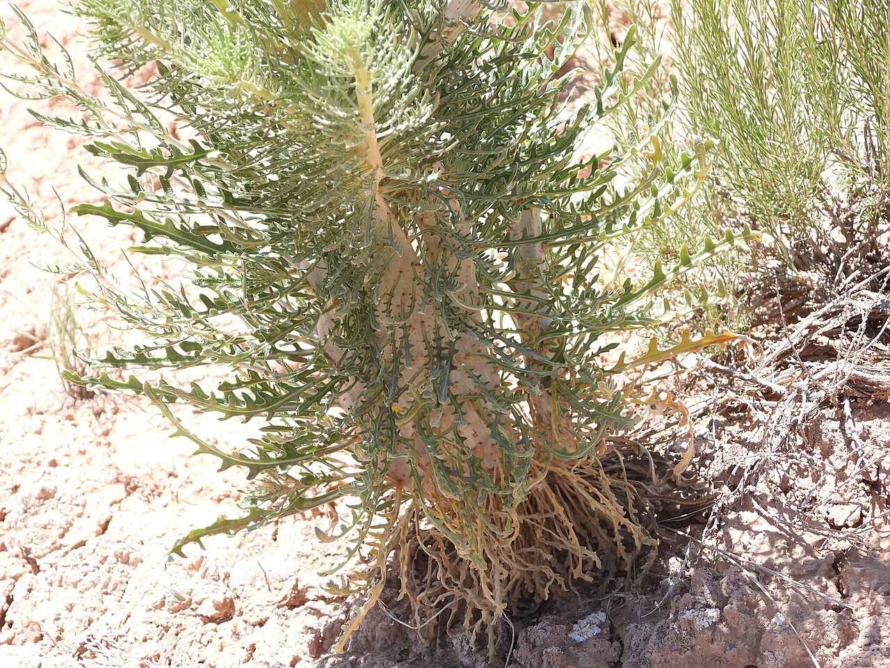 Mentzelia paradoxensis: Mentzelia paradoxensis , base of plant in Paradox Valley, Montrose County, Colorado, US